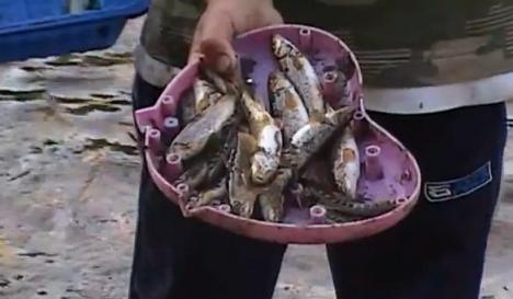 Sute de peşti morţi: O nouă poluare în Ştei, pe Valea Sighiştelului (VIDEO)